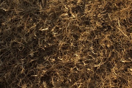 Texture hay closeup in color. Fodder for livestock and construction material.の写真素材