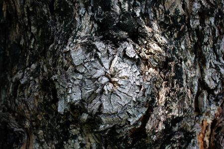 close up bark texture, brown bark of old tree showing texture as wallpaperのeditorial素材