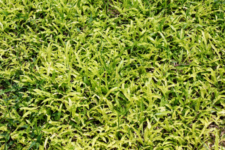 Green grass background,grass textureの写真素材