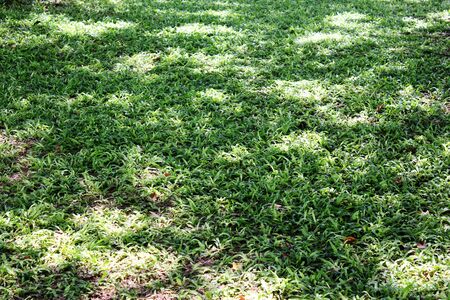 Green grass field,grass texture backgroundの写真素材