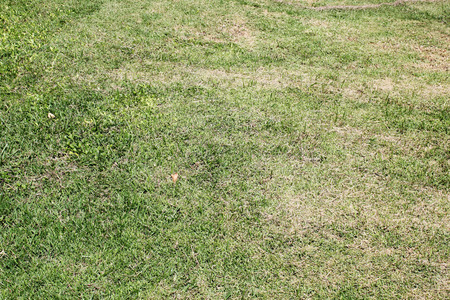 Green grass field,grass texture backgroundの写真素材