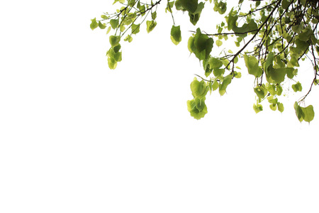 Ancient tree leafy treetopの写真素材