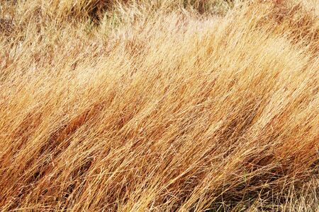 Field of long dry grass backgroundsの写真素材
