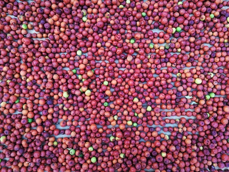 Dried jujube preservation of Thailand. Dried fruit.の写真素材