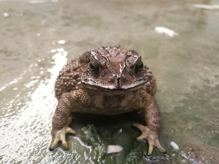 Common toadの写真素材