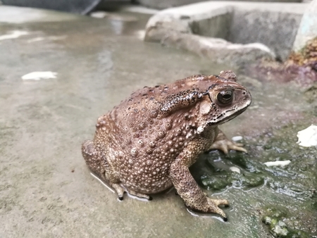 Common toadの写真素材