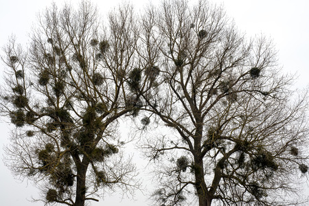 Two oaks on the road touch each other like two people, touching the upper branches.の写真素材