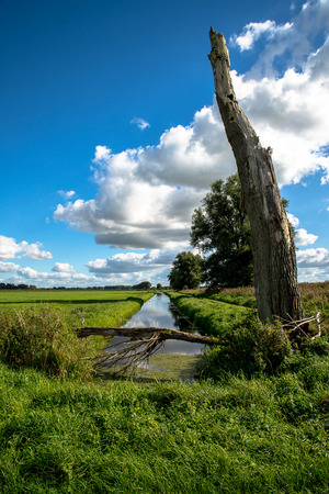 Tree in the Lewitzの写真素材