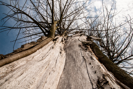 The old tree, split by a storm, seems to belong to the cloudscape.の写真素材