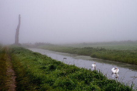 A swan family is swimming in a moat in the morning fog.の写真素材