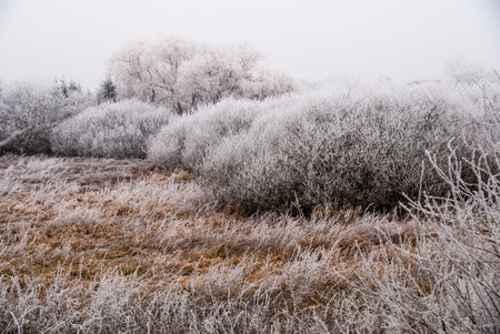 The landscape in the hoar frost is white in different shades.の写真素材