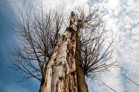 An old tree, along the, works (has an effect).の写真素材