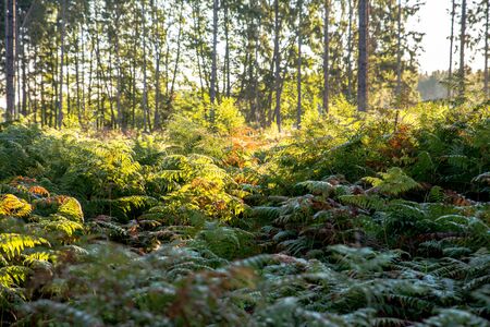 Sunbeams make their way over the undergrowth and the forest in a sea of colors.の写真素材