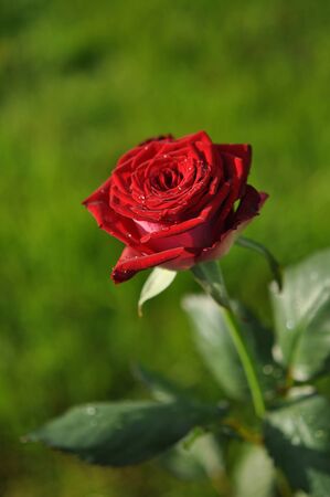 Red rose with drops in the garden close upの写真素材