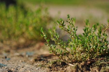 Medicinal herb Common Knotgrass (Polygonum aviculare) on the farmの写真素材