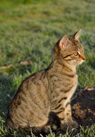 Tabby cat in the winter garden with hoarfrostの写真素材