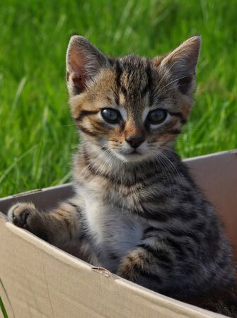 Tabby kitten in box in the gardenの写真素材