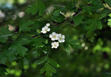 Hawthorn (Crataegus monogyna) blossom in springの写真素材