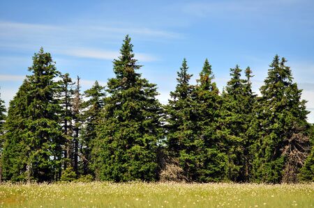 Peat bog in mountains with spruces and Cottongrassの写真素材