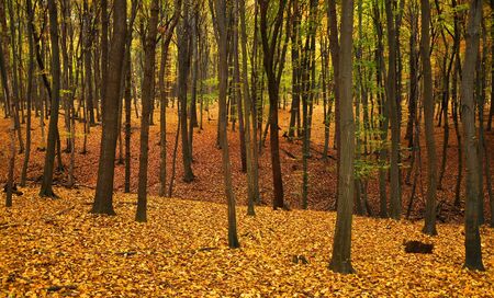 Autumn forest with trees and yellow and green leaves on the groundの写真素材