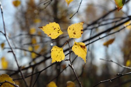 Autumn sun, shining through the yellow leaves. Branch of birch with yellow leaves lit up by the bright morning sun, selective focus, blurred backgroundの写真素材