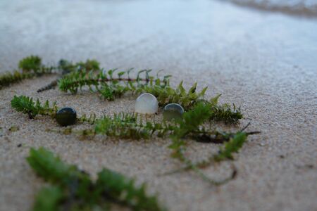 A close up of freshwater cyanobacteria Nostoc pruniforme (Mare's eggs) and plants of Elodea...