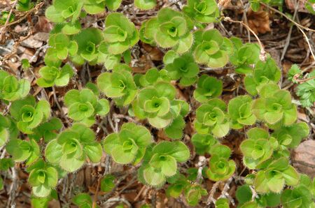 Flora of Kamchatka Peninsula: a close up of bright green fluffy leaves of tiny creeping arctic...