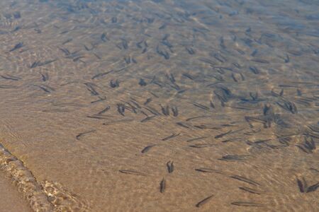 A shoal of tiny fish fry basking in the sunshine in the shallow along the coast of Baikal Lake