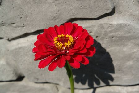 A close up of crimson-red flower of zinnia elegans (common zinnia; youth-and-age; elegant zinnia). Scarlet zinnia in sunny day in the garden near the stone wall の写真素材