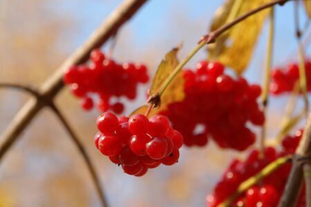 A close up of bright red ripe berries of guelder rose (Viburnum opulus), lit up by the bright sun,...