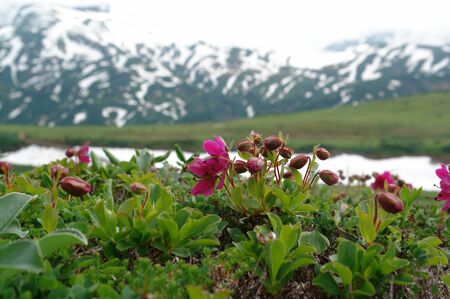 Flora of Kamchatka Peninsula: a close up of purplish-pink flowers of Rhododendron camtschaticum, blooming on the mountain slope at augustの写真素材