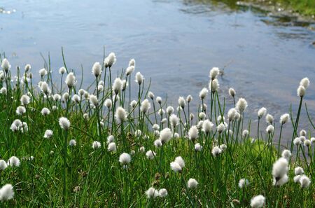 Flora of Kamchatka Peninsula: a close up of white fluffy flowers of Eriophorum vaginatum...