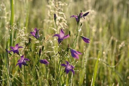 A close up of wild spreading bellflower (Campanula patula) in dew, selective focus, natural blurred background. Wet bellflowers in the meadow on a sunny morningの写真素材