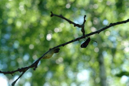Day-flying moth - six-spot burnet (Zygaena filipendulae) and it papery cocoon on a tree branch in...