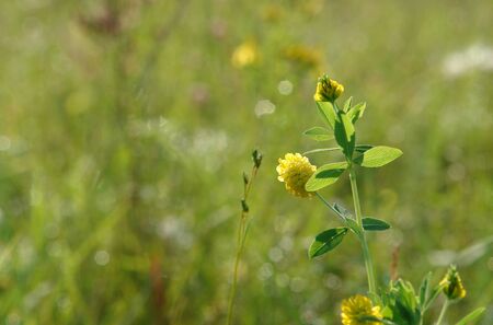 Flower of golden clover / large trefoil (Trifolium aureum), growing in the field on a bright sunny morning, close up, selective focus, natural green blurred background の写真素材