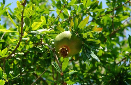A close up of unripe pomegranate (Punica granatum) on branch among a bright green leaves on a sunny summer day, selective focus, natural blurred backgroundの写真素材
