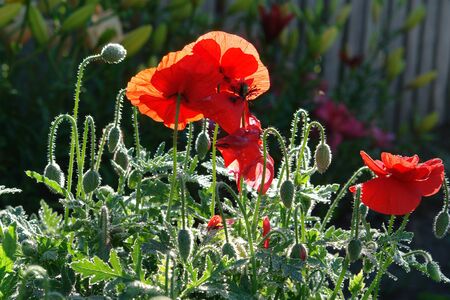 A close up of bright red poppies, growing in the garden. Flowers and buds of scarlet poppies, lit up from behind by the morning sun  の写真素材