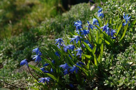 A close up of blue, bell-shaped flowers of Scilla siberica (Siberian squill or wood squill), growing in the gardenの写真素材