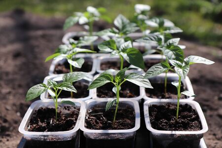 A close up of young plantlets of sweet pepper (Capsicum annuum subsp. grossum) in a little plastic pots in the garden. Bell pepper seedlings, selective focusの写真素材