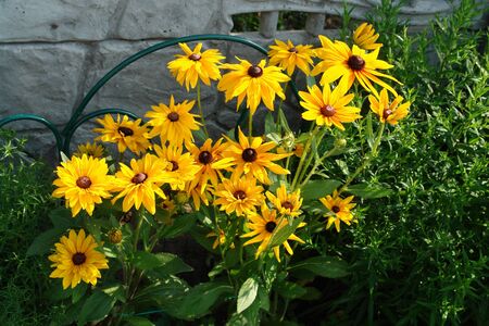 The bright yellow flowers of rudbeckia (Rudbeckia fulgida), growing in the gardenの写真素材