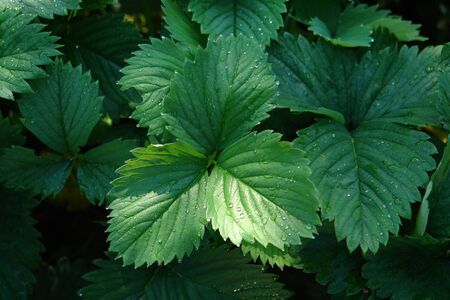 Green strawberry leaves in the morning dew in the garden, top view