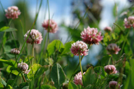 Blooming pink Alsike clover (Trifolium hybridum ssp. Elegans) in a meadow on a sunny day, selective focus, natural blurred backgroundの写真素材