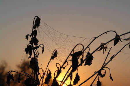 Dew-covered cobweb between a branches of a birch at dawn. Spider web with water drops on a cold autumn morning against the rising sunの写真素材