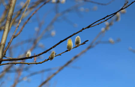 Three flowering male catkins from a goat willow tree (Salix caprea). Flowering branch of pussy...