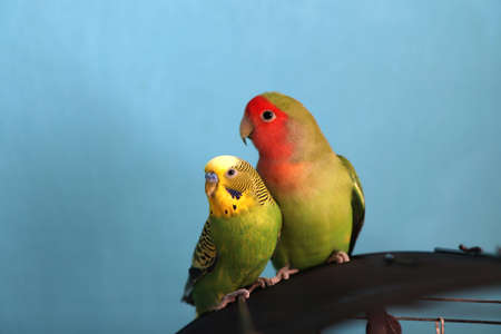 Two green parrots - budgerigar (parakeet) and rosy-faced lovebird are sitting on the cage....