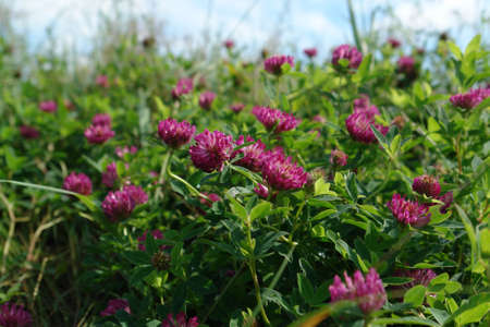 A close up of wild purple flowers of zigzag clover (Trifolium medium) in the field on a sunny morningの写真素材