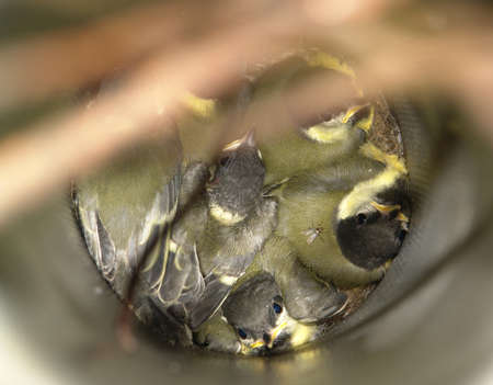 A close up of little fledgeling chicks of great tit (Parus major) in nest box, top viewの写真素材