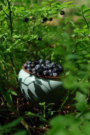 A close up of light mint ceramic bowl with fresh forest blueberries (Vaccinium myrtillus) among a blueberry bushes, selective focusの写真素材