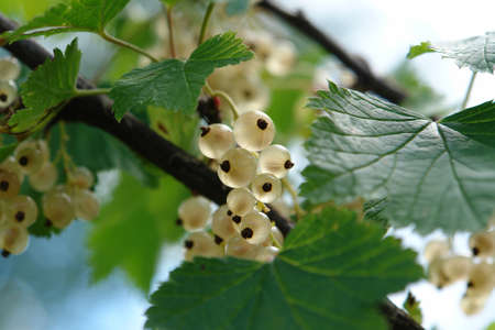 A close up of ripe translucent berries of white currant in the garden, selective focus, space for...