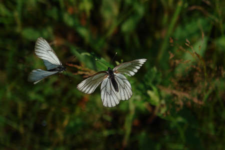 Two black-veined white butterflies (Aporia crataegi) is flying over the grass, selective focus,...